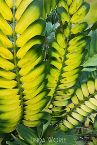 Cardboard Palm Leaves